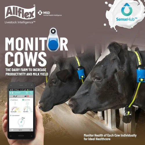 cow-monitoring-technology-for-heat-health-detection-500x500